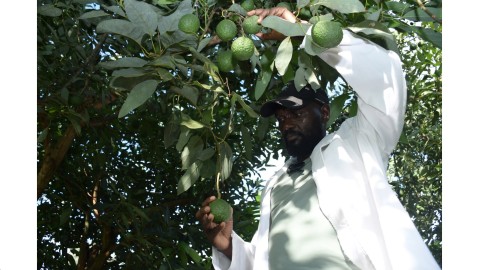 Accelerating Catalyzing Solutions for Climate Change's Impact on Health, Agriculture, and Gender