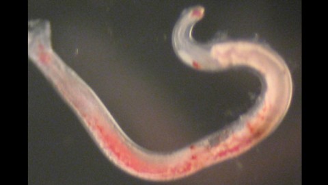 Treating Hookworms with Food-Grade Bacteria