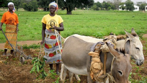 Innovations for Women Farmers: Donkey Ploughs