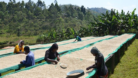 Innovations in Feedback and Accountability Systems for Agricultural Development: Smart Accountability In The Rwandan Coffee Sector