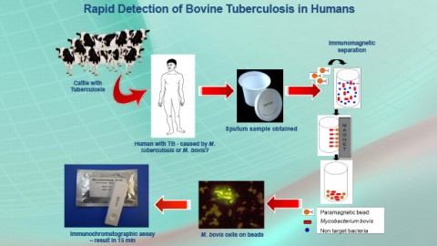 The "One Health" Concept: Rapid Detection of Bovine Tuberculosis in Humans