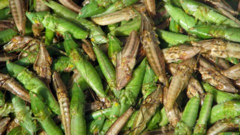 Nutrition for Infants and Children: Breeding Grasshoppers as a Protein Source