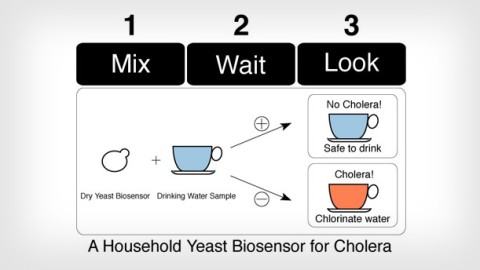 Synthetic Biology: A Household Biosensor for Cholera