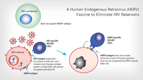 Curing HIV: Testing Endogenous Retroviruses as a Vaccine Component to Eliminate Latent HIV